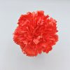 Clavel Coral Flamenca