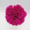 Clavel Fucsia Flamenca