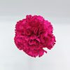 Clavel Magenta Flamenca