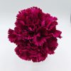 Clavel Magenta Oscuro Flamenca