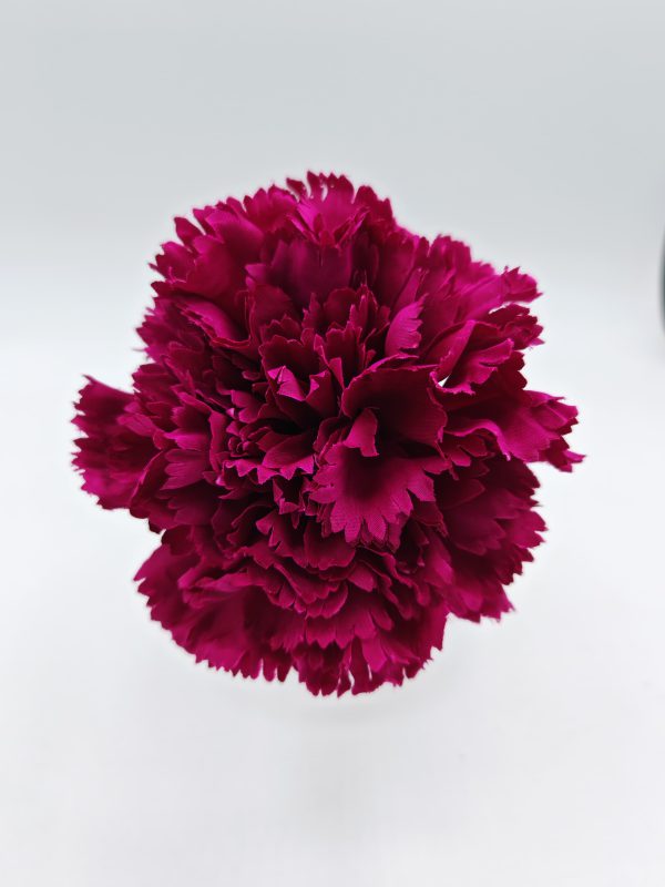 Clavel Magenta Oscuro Flamenca