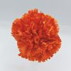 Clavel Naranja Flamenca