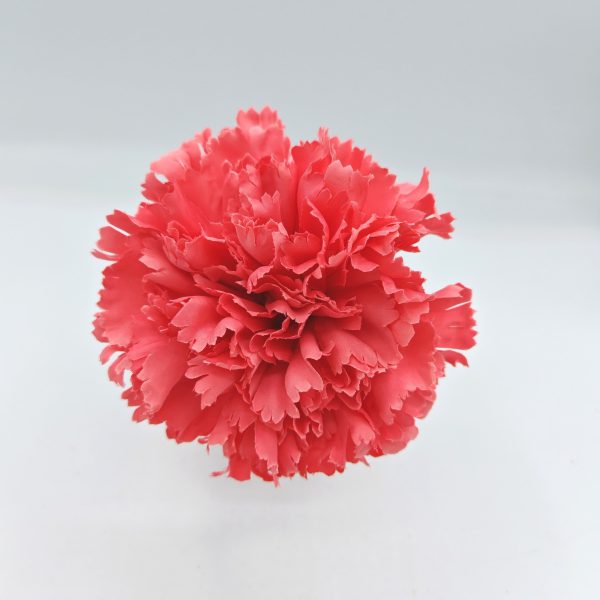 Clavel Rosa Coral Flamenca