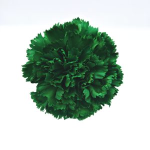 Clavel Verde Alga Flamenca